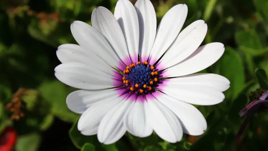 kapská kopretina neboli osteospermum