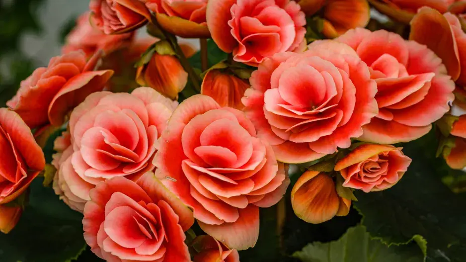 Begonie (Begonia elatior) 