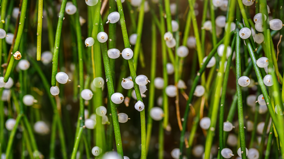 plody Rhipsalis