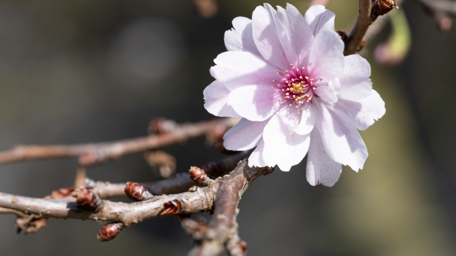 Slivoň chloupkatá (Prunus subhirtella) 