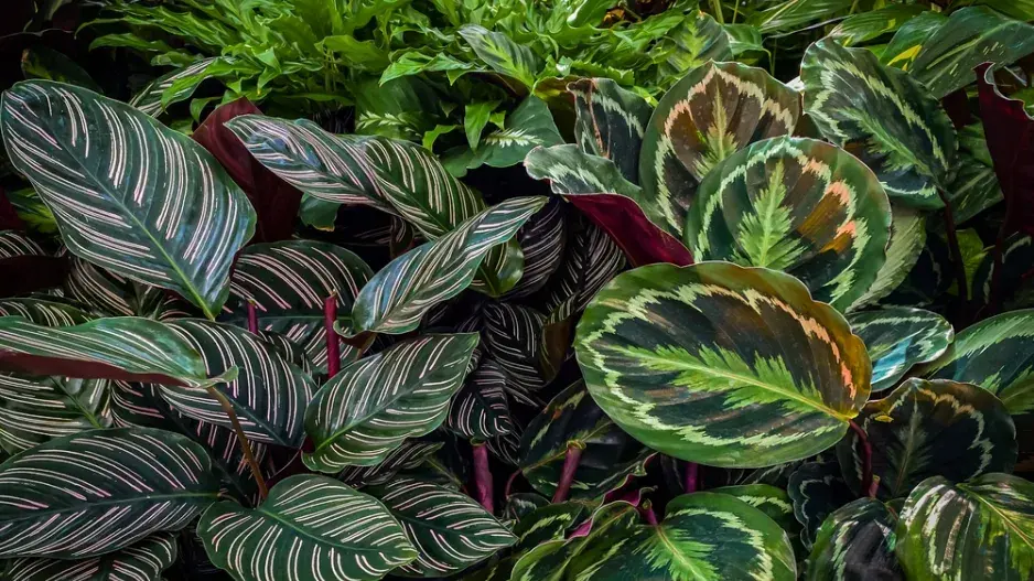 Kalatea (Calathea)