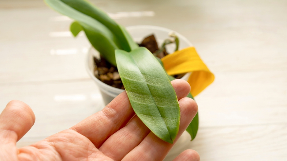 orchidej