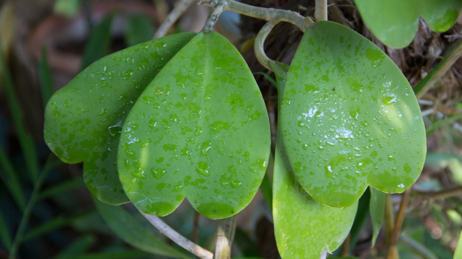 Srdíčková voskovka (Hoya kerrii)