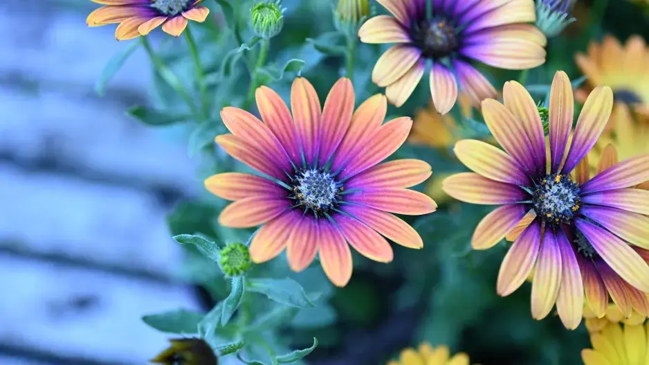 kapská kopretina neboli osteospermum