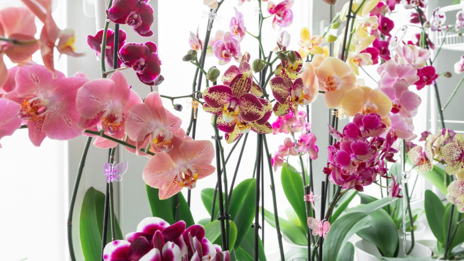orchidej