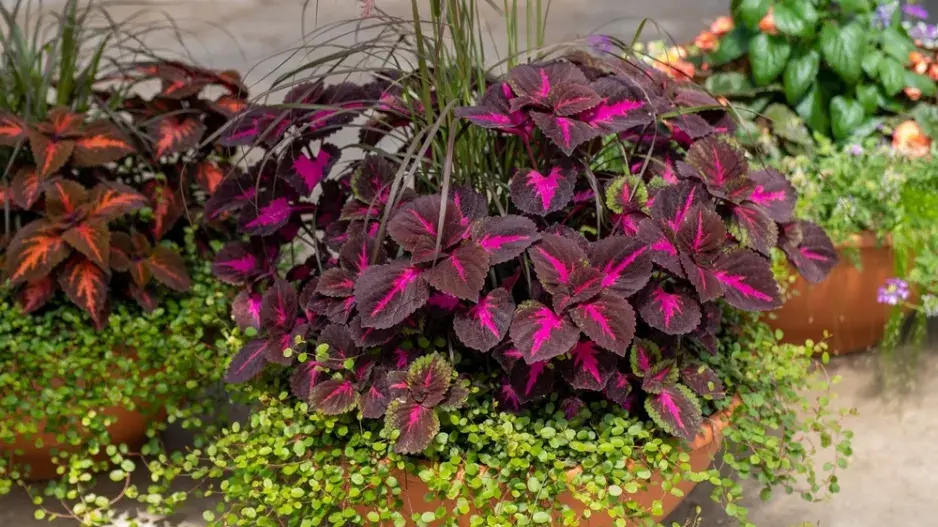 Africká kopřiva (Coleus blumei) 