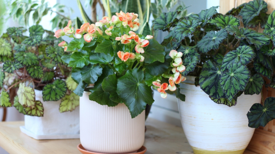 Begonie (Begonia elatior) 