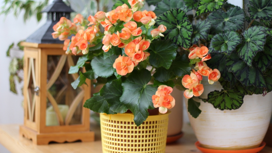 Begonie (Begonia elatior) 