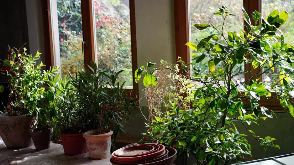 přenosné rostliny zima