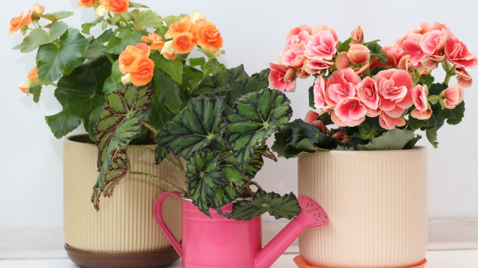 Begonie (Begonia elatior) 