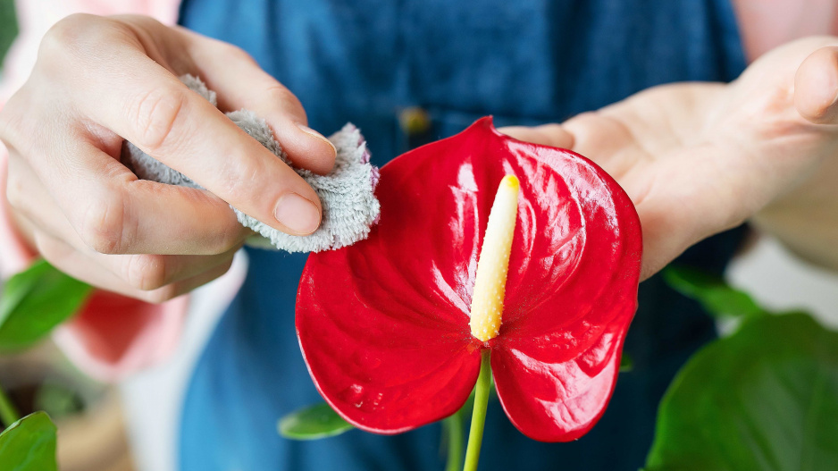 Anturie, toulitka (Anthurium) 