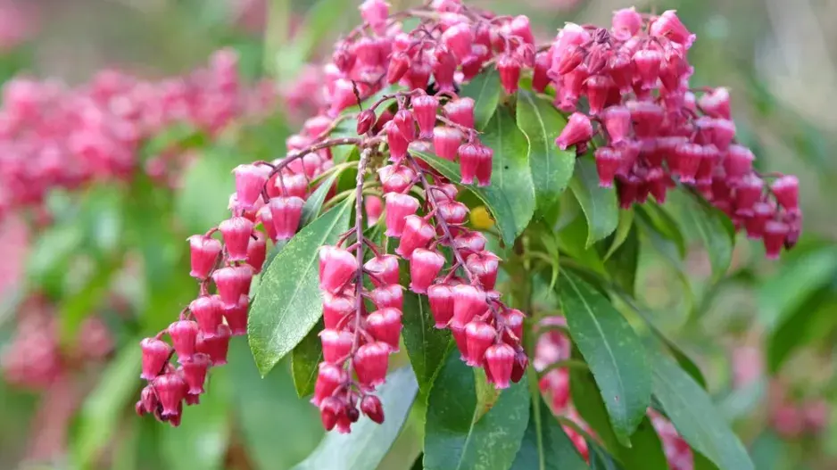 Pieris japonský (Pieris japonica)  Pieris japonský (Pieris japonica)
