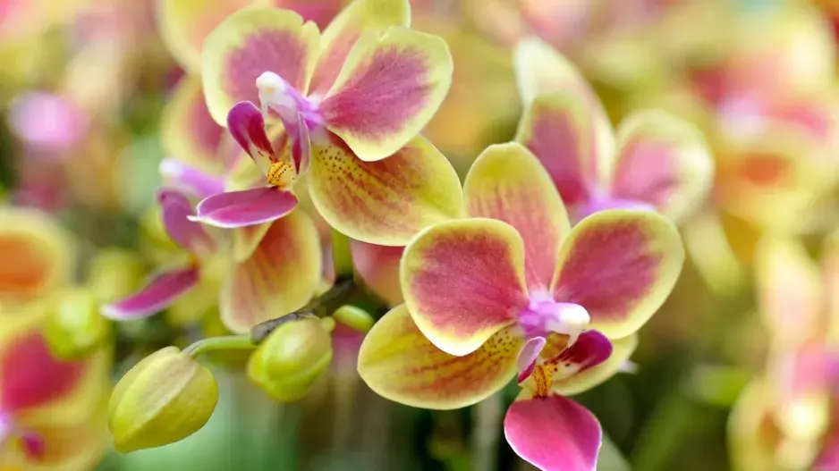 orchidej Phalenopsis