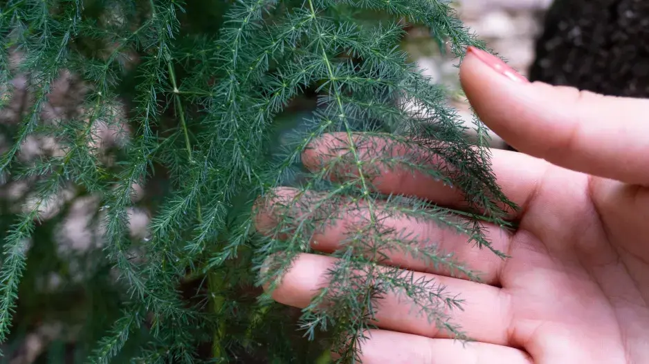 pokojové rostliny s jemným olistěním