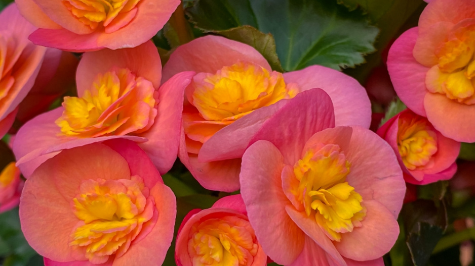 Begonie (Begonia elatior) 