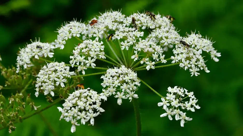 Bolševník velkolepý