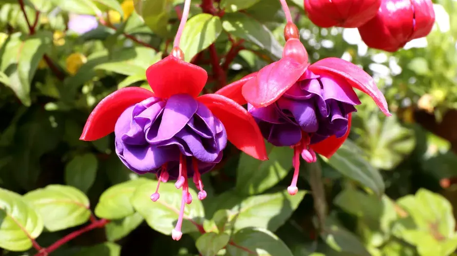 Fuchsie