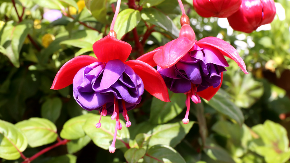 Fuchsie