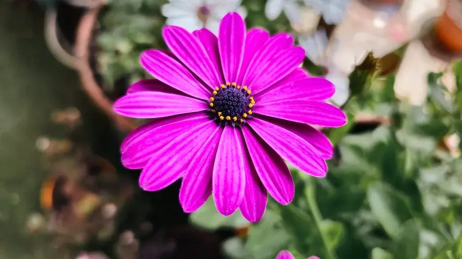 kapská kopretina neboli osteospermum