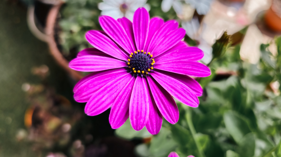 kapská kopretina neboli osteospermum