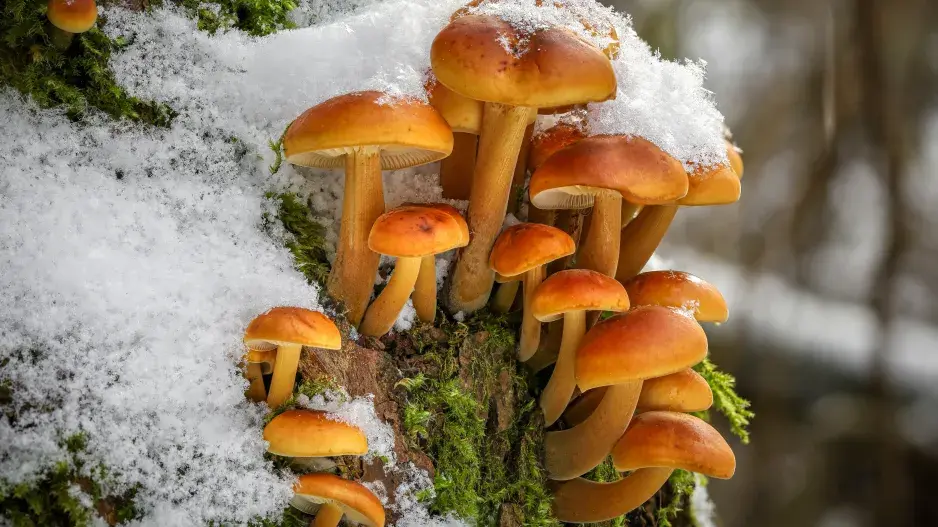 Penízovka sametonohá