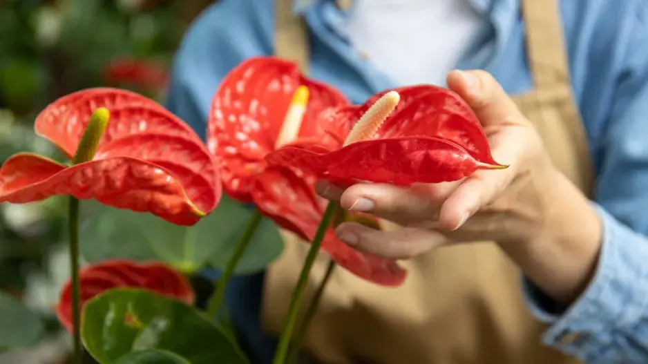 Anturie, toulitka (Anthurium) 