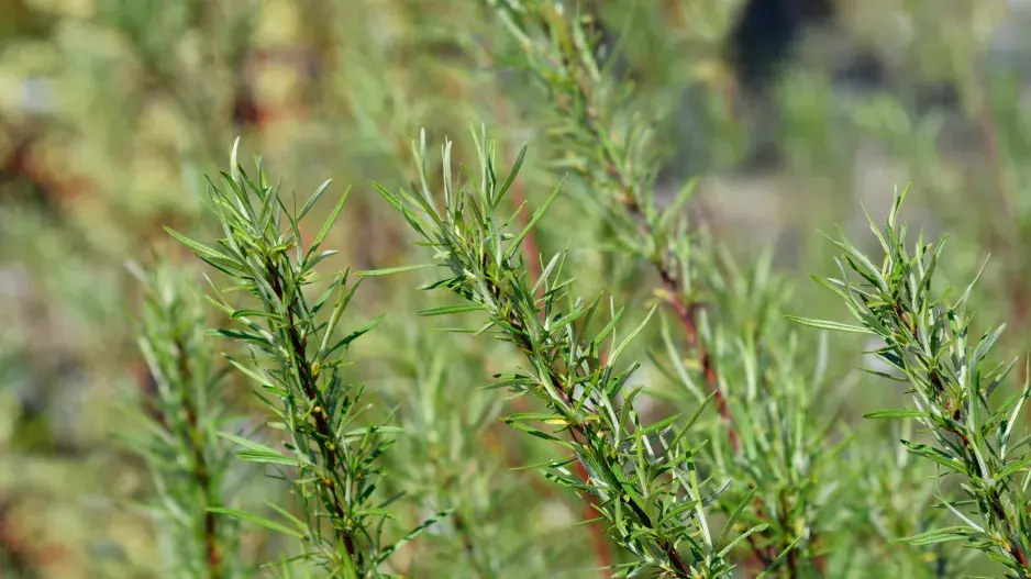 vrba rozmarýnolistá vrba rozmarýnolistá