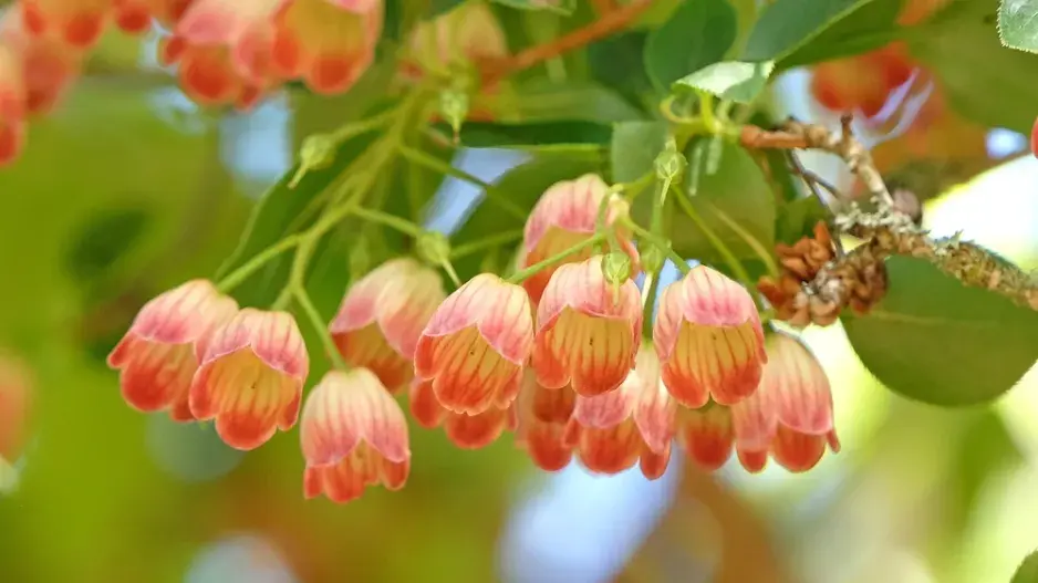 Datyně zvonkovitá (Enkianthus campanulatus)