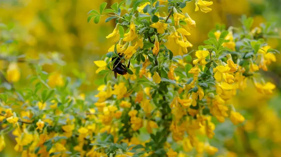 Čilimník (Cytisus) Čilimník (Cytisus)