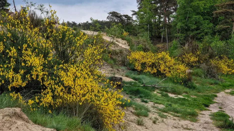 Čilimník (Cytisus) Čilimník (Cytisus)