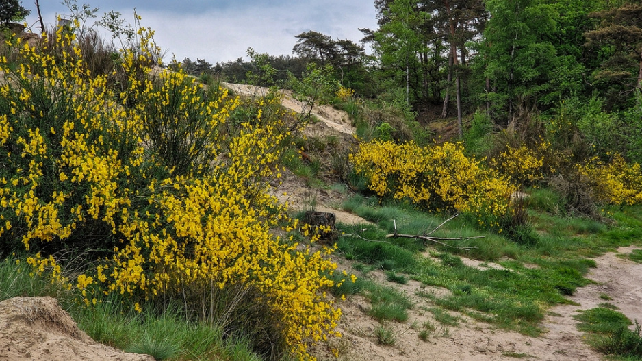 Čilimník (Cytisus)