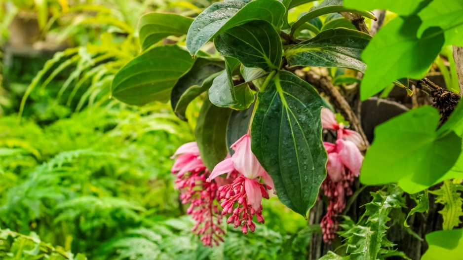 Tupoušek sloní, tupoušek pyšný, medinila (Medinilla magnifica)