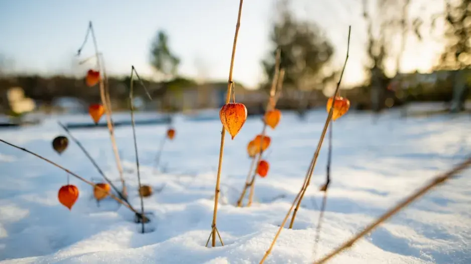 Lednové a únorové pranostiky