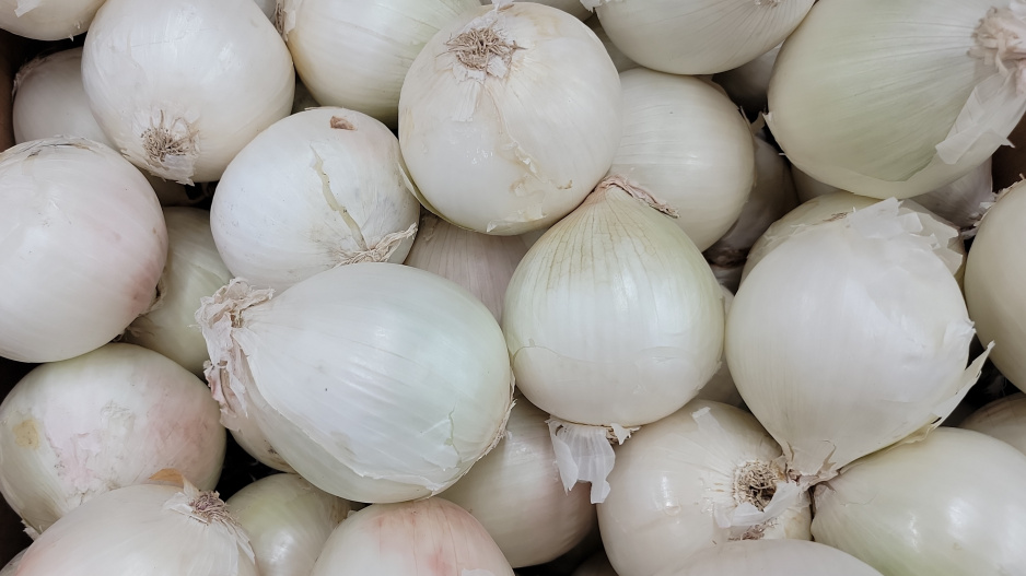bílá cibule