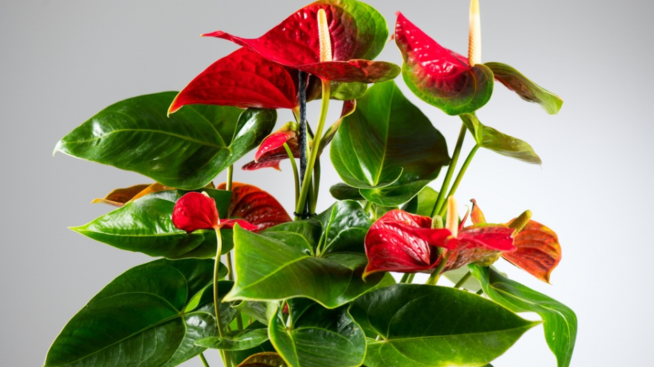 Anturie, toulitka (Anthurium) 