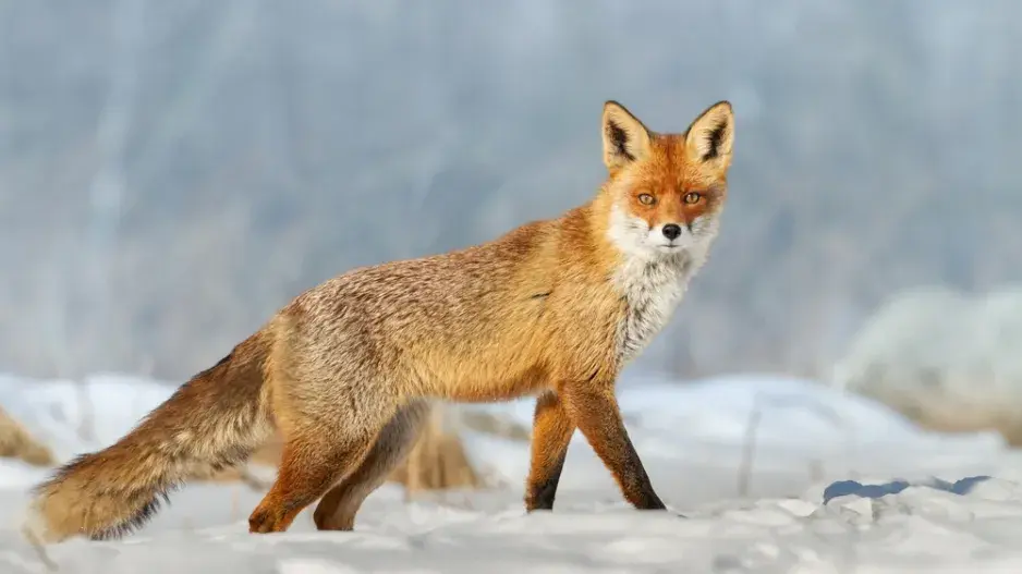 Zvířata našich lesů.