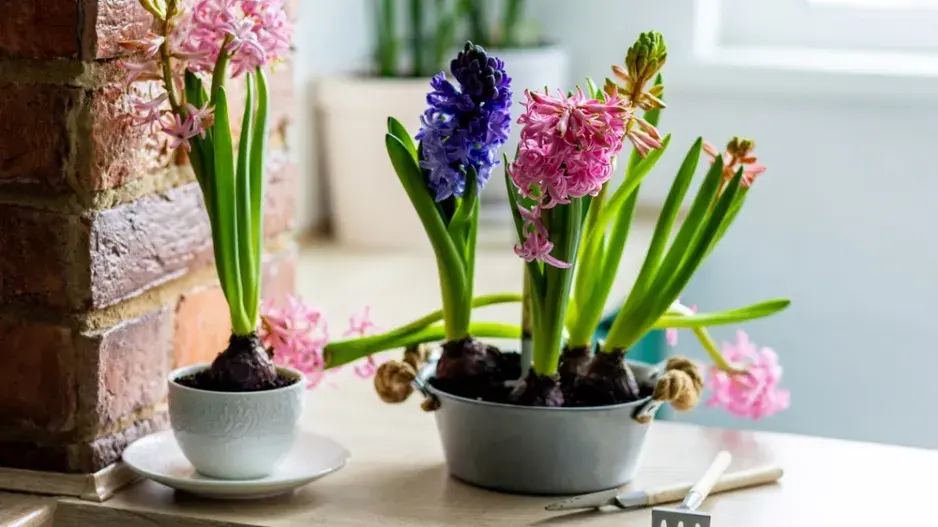 cibuloviny po odkvětu