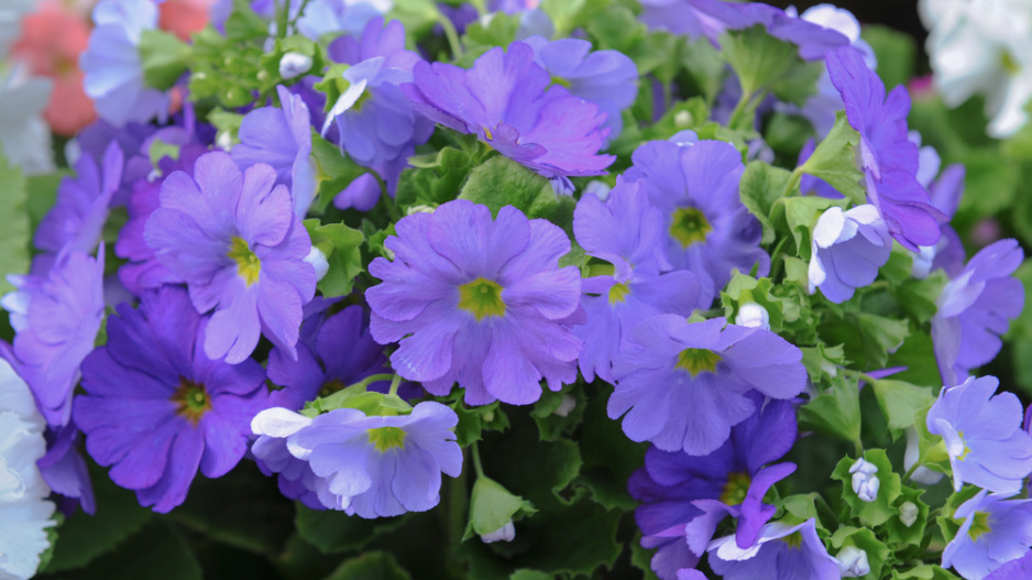 Prvosenka nálevkovitá (Primula obconica)