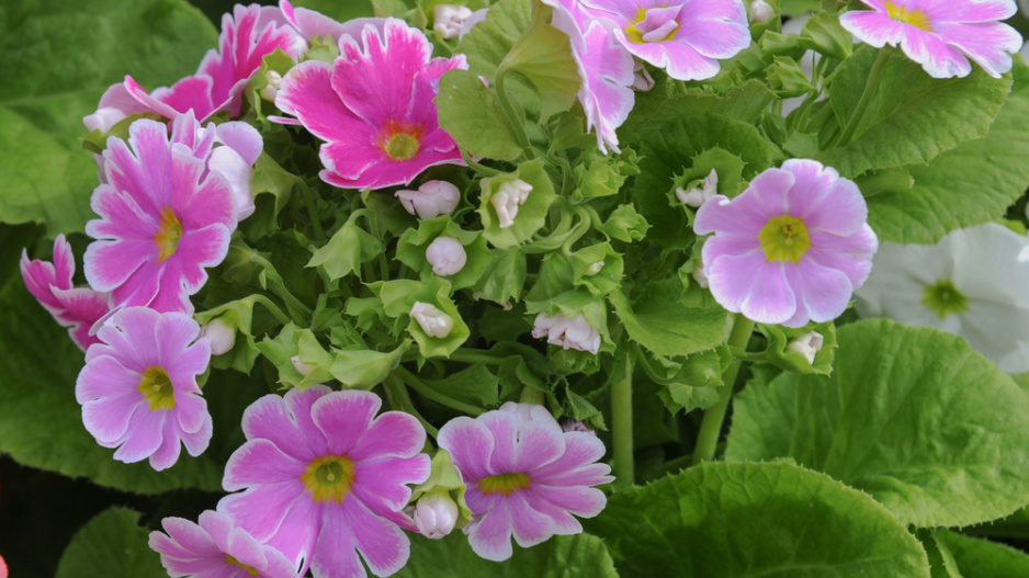 Prvosenka nálevkovitá (Primula obconica)