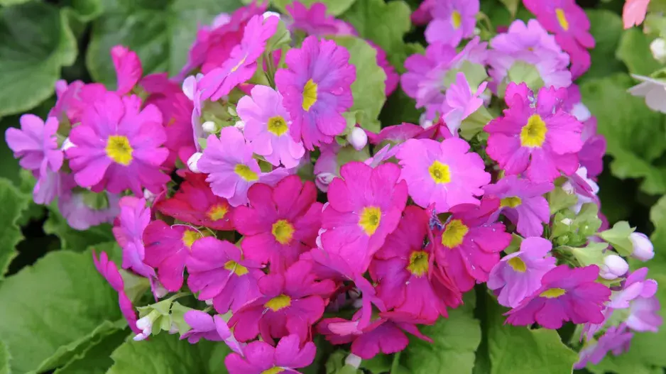 Prvosenka nálevkovitá (Primula obconica)