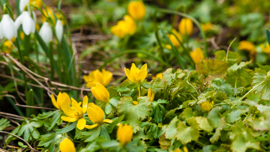Talovín (Eranthis hyemalis)