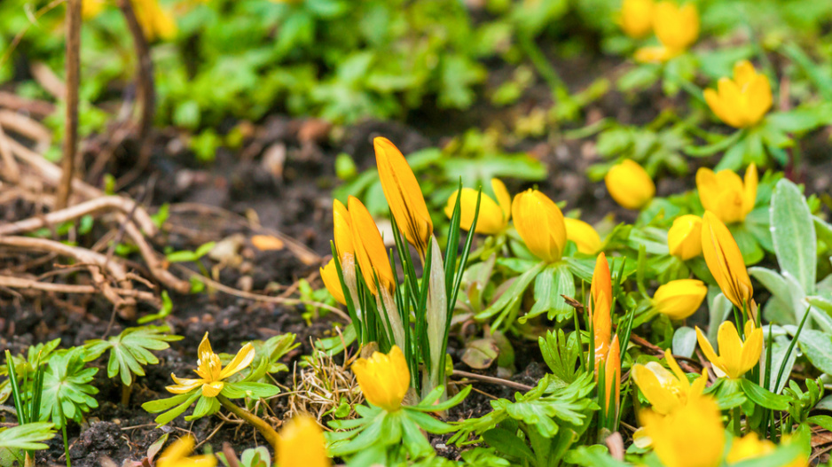 Talovín (Eranthis hyemalis)