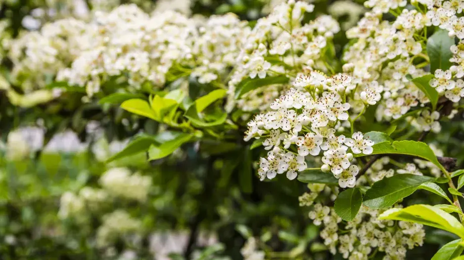 hlohyně šarlatová