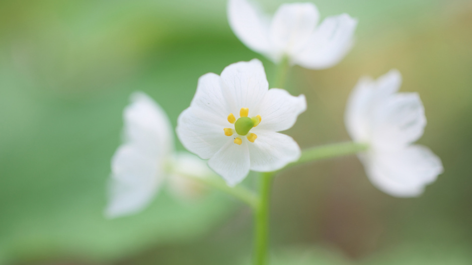 Diphylleia grayi, skeleton flowers, křišťálový květ