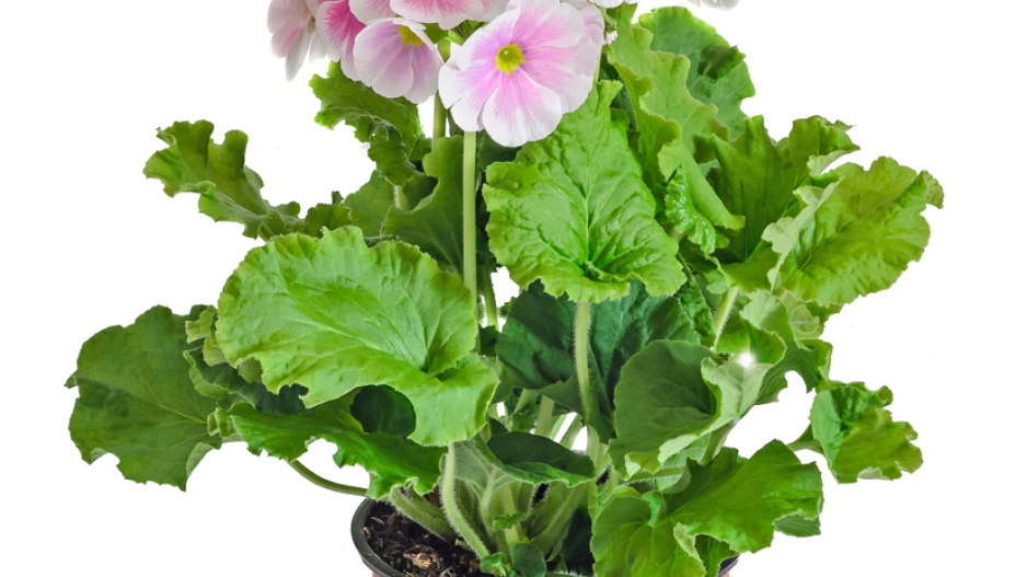Prvosenka nálevkovitá (Primula obconica)