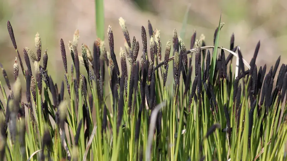 ostřice černá ostřice černá