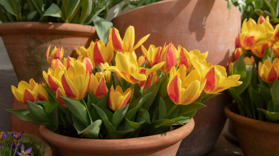 tulipán