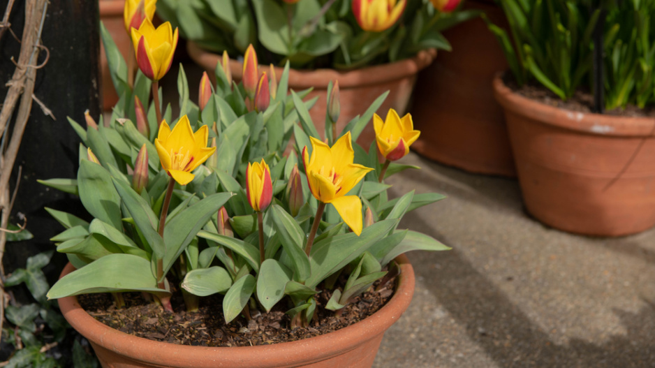 tulipán