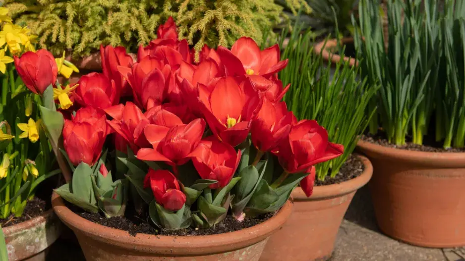 tulipány a narcisy