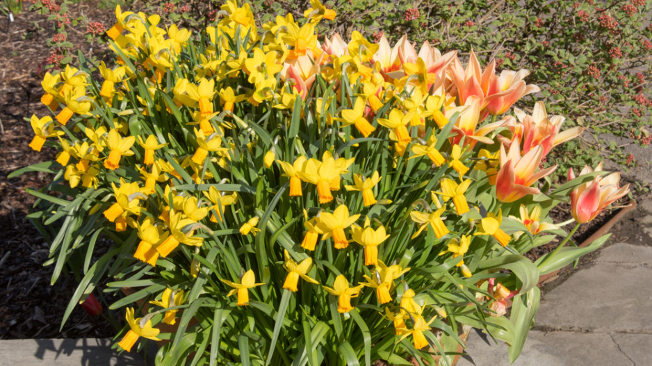 tulipán